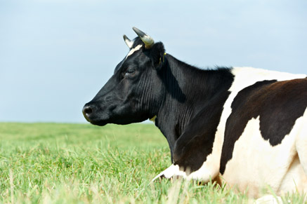    - Super Cow   