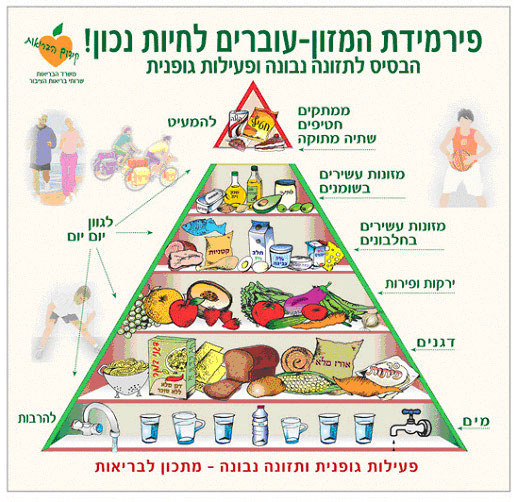 פירמידת המזון - 2008